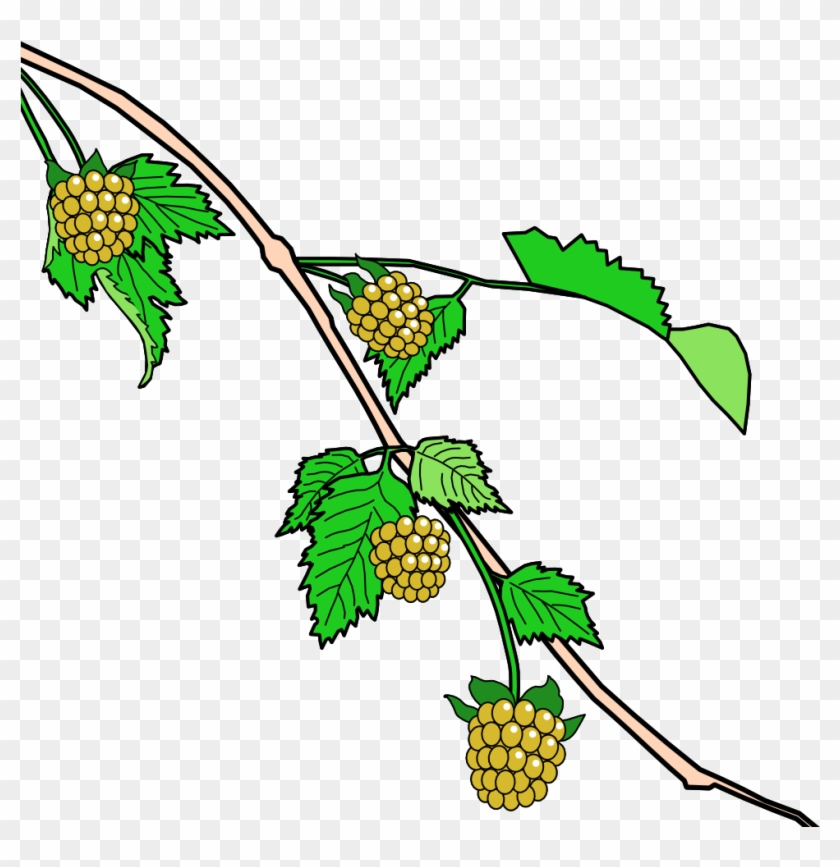 1000 - Salmonberry Clipart #1675453