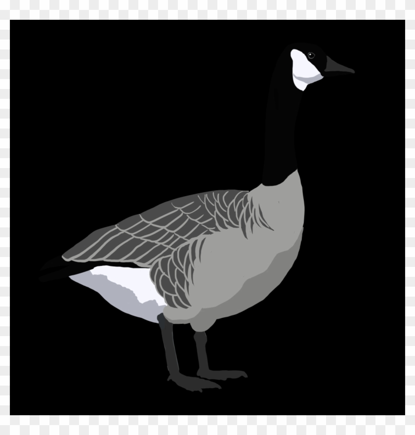Duck #1676022