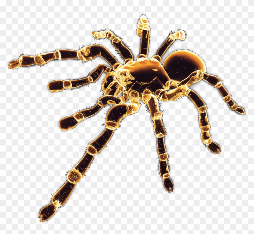 Spider Png Image - Örümcek Png #1676098