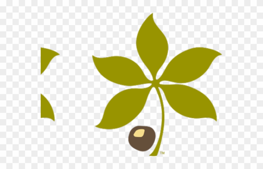 Buckeye Leaf Cliparts - Buckeye Nut Clipart Transparent #1676474