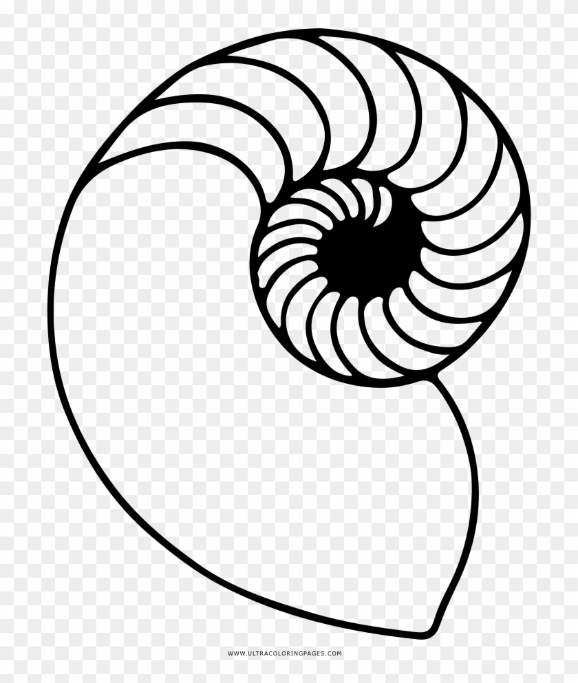 Nautilus Shell Coloring Page - Line Art #1678510