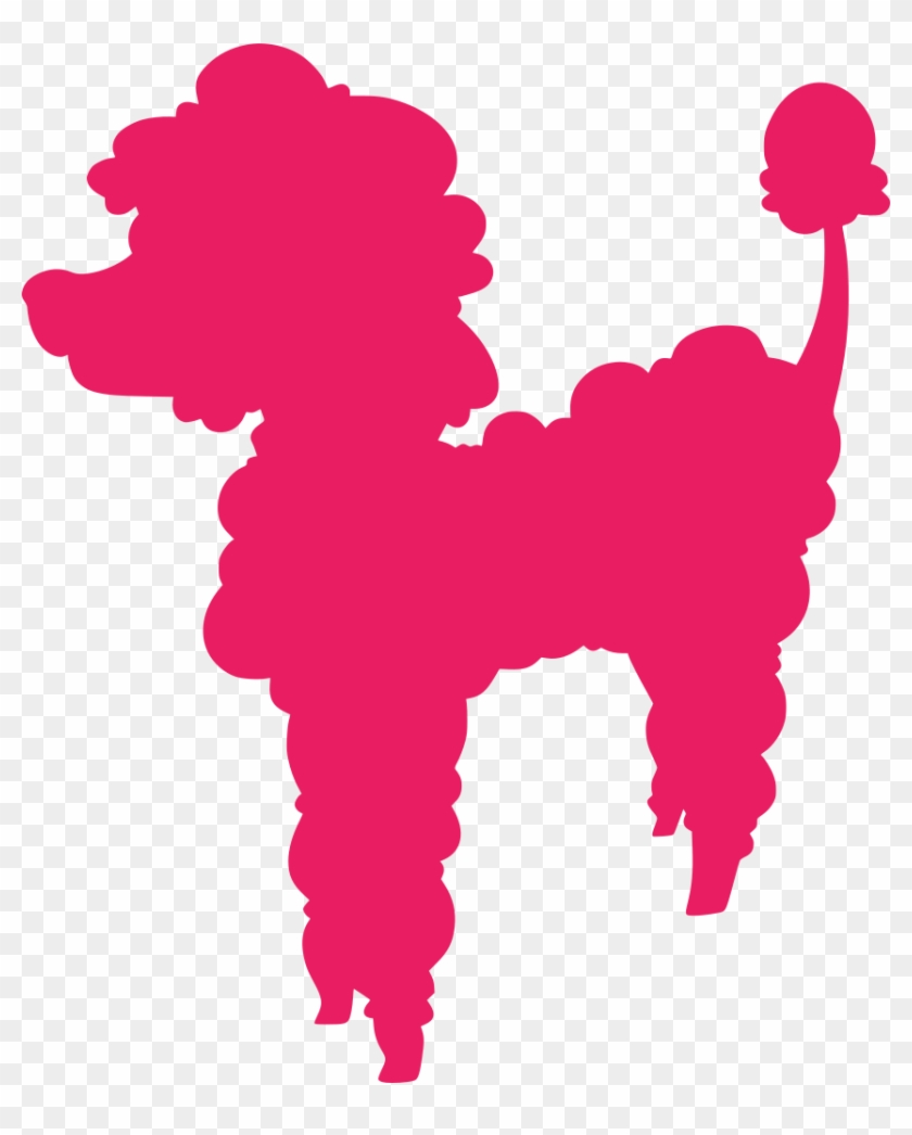 855 X 1024 0 - Miniature Poodle #1679265