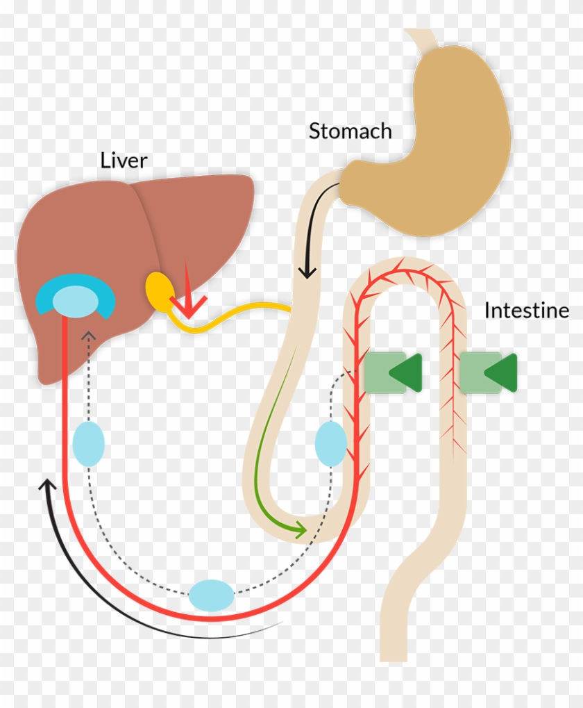 Metacrine Fxr - Illustration #1679623