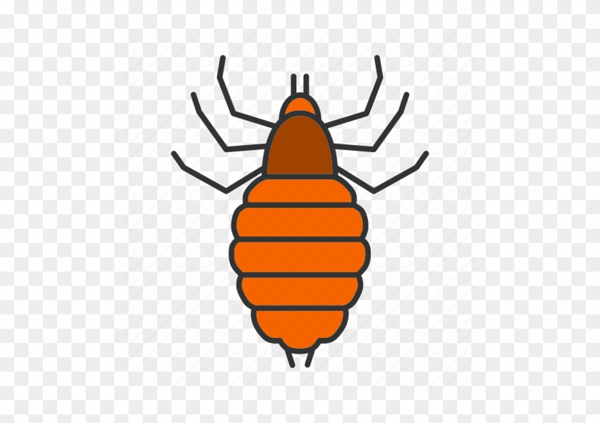512 X 512 2 - Louse #1681589
