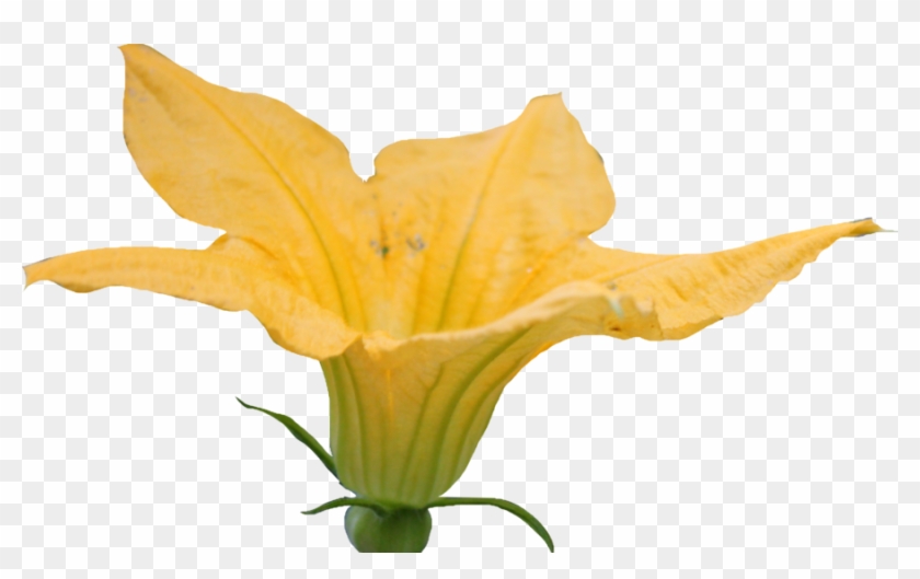 Pumpkin Blossom Png By Thy Darkest Hour - Pumpkin Blossom Clipart #258909