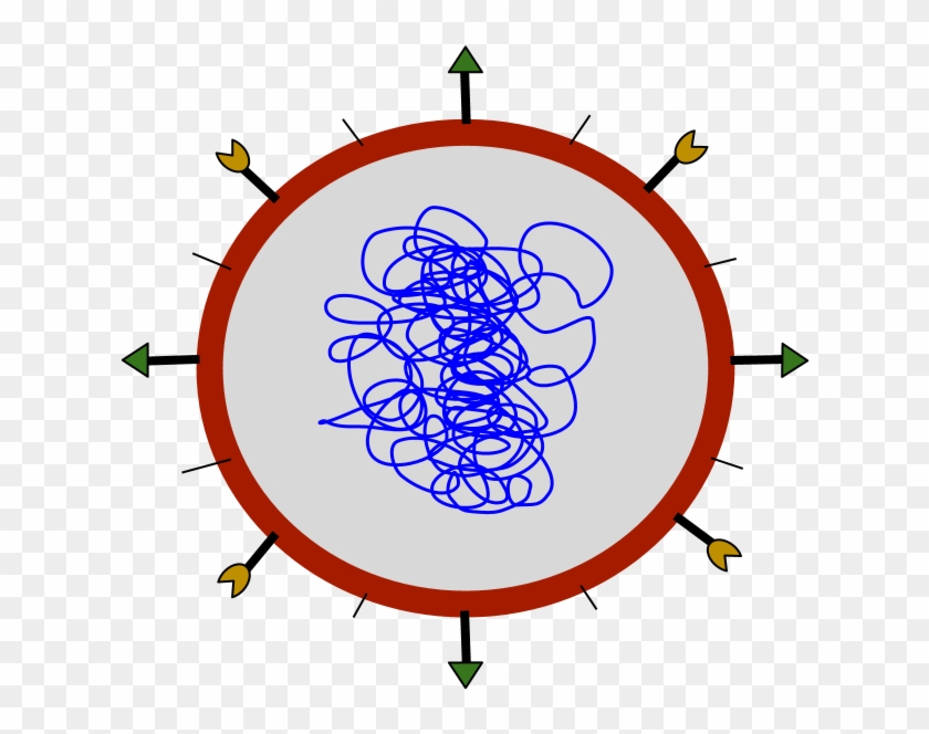 Typical Virus - Hiv Virus Labeled Diagram #1683522