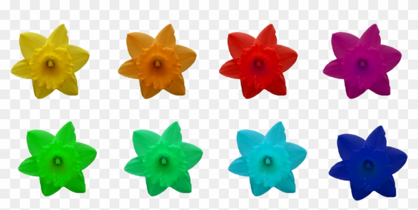 Daffodils, Different Colors, Png By Idunahaya-stock - Narcissus #1685479