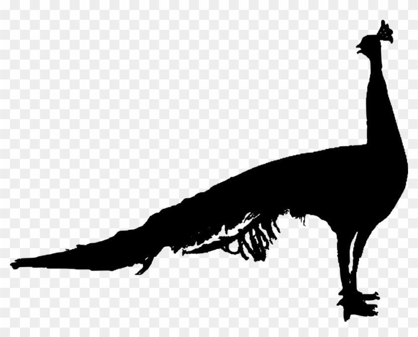 Peacock, Cut Out, Male Animal, Bird - Peacock Silhouette Png #1685694