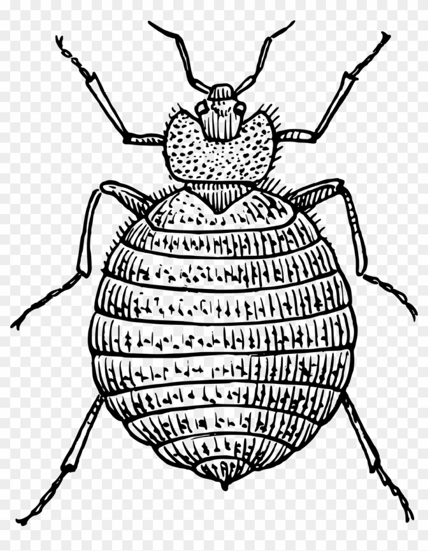 Clip Art Bed Bug #1687940
