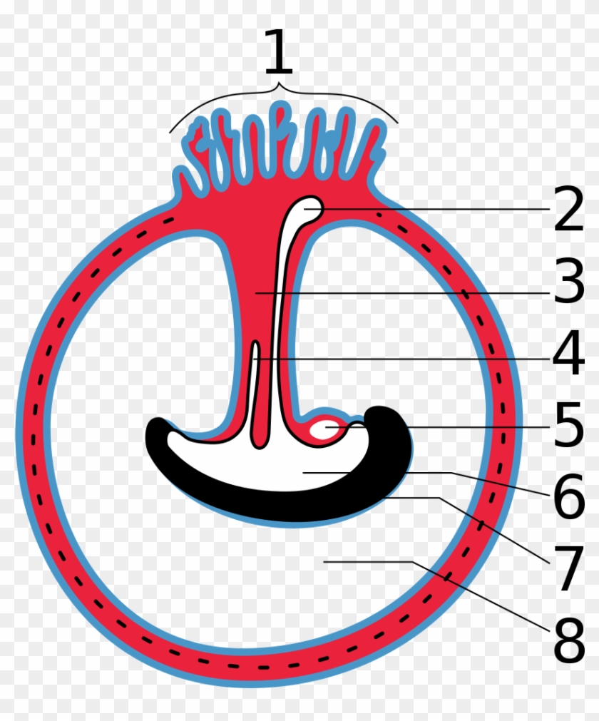 File - Gray28 - Svg - Placenta #1688953