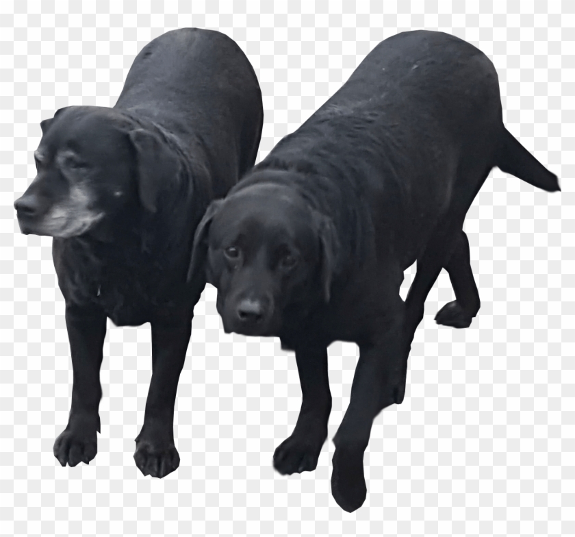 Dory Transparent Image Finding Nemo ~ Free Png Images - Labrador Retriever #1690703