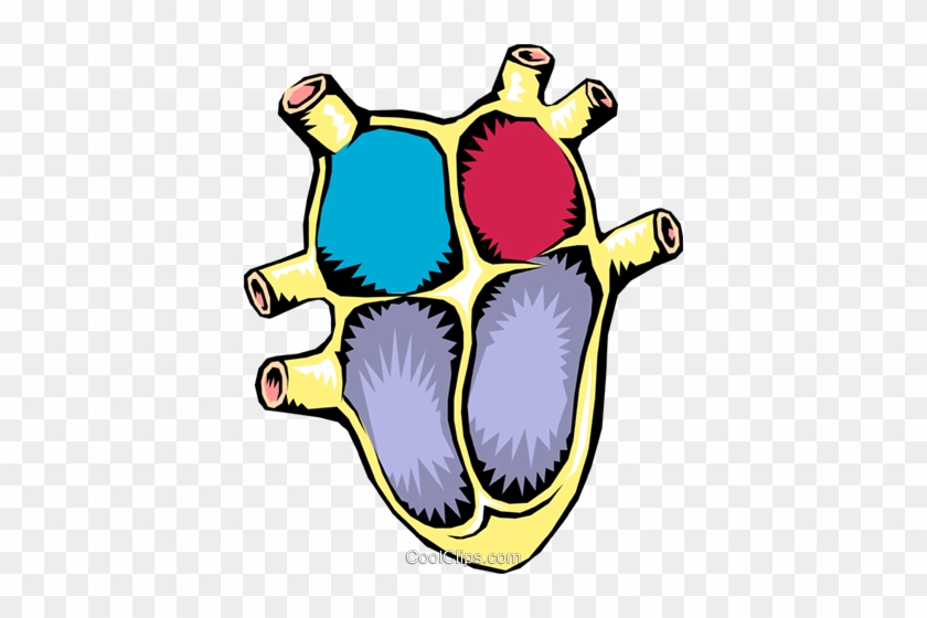 Human Heart Royalty Free Vector Clip Art Illustration - 4 Chambers Of The Heart #1694853