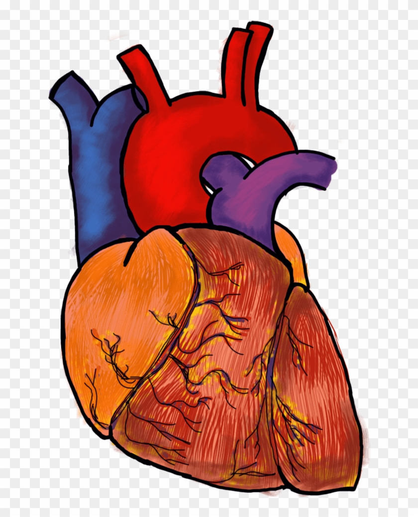 Human Heart Drawing - Human Heart Png Hd #1694855