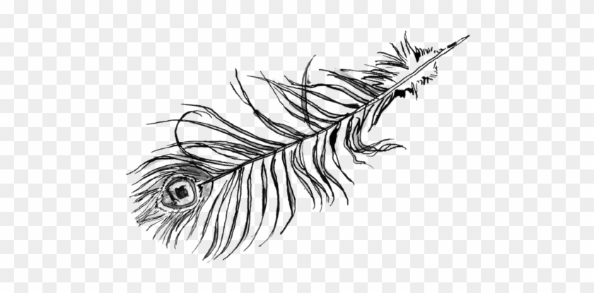 Eva Peacock Feather - Sketch #1694889