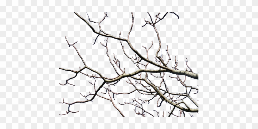 Branches, Tree, Nature, Trees, Wood - Bare Tree Transparent Background #1698282