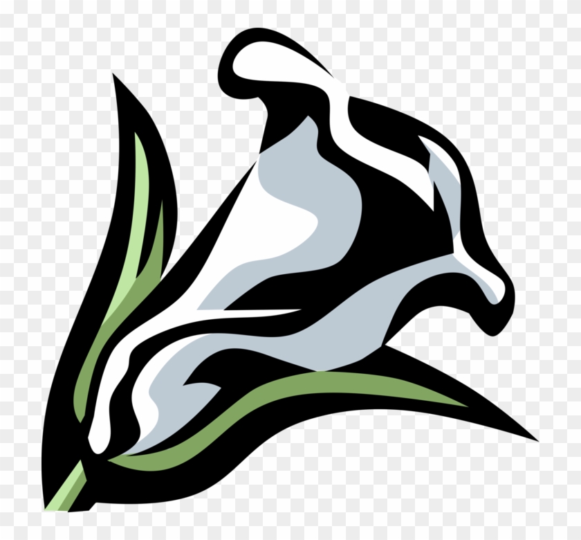 Vector Illustration Of Calla Lily Botanical Horticulture - Clipart Black And White Calla Lily #1699651