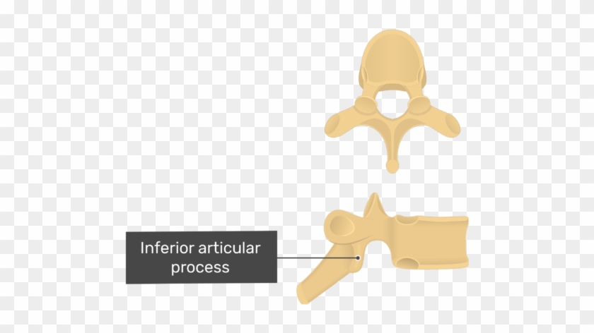 Thoracic T Lateral View Of The Inferior - Pedicle Of The Thoracic Vertebrae #1705708