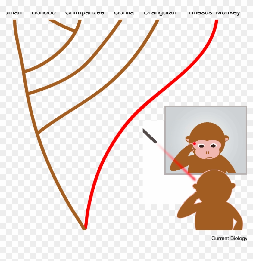 Rhesus Monkeys Pass The Mark Test - Cartoon #1706359