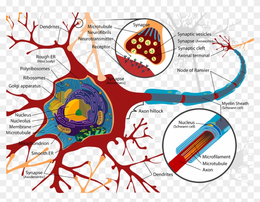 [image Source Wikimedia Commons] - Neuron Cell Membrane #1706605