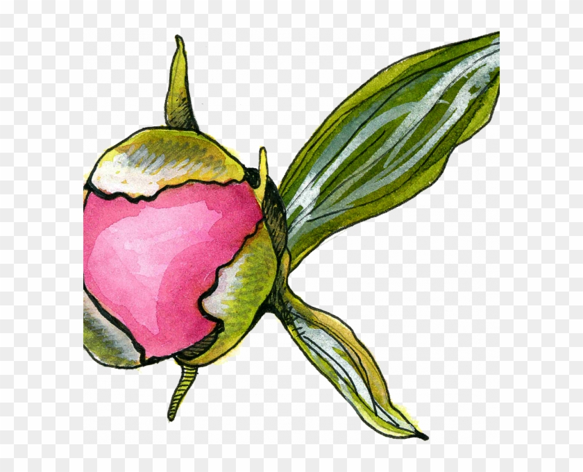 Peony Bud - Rosa Glauca #1706629