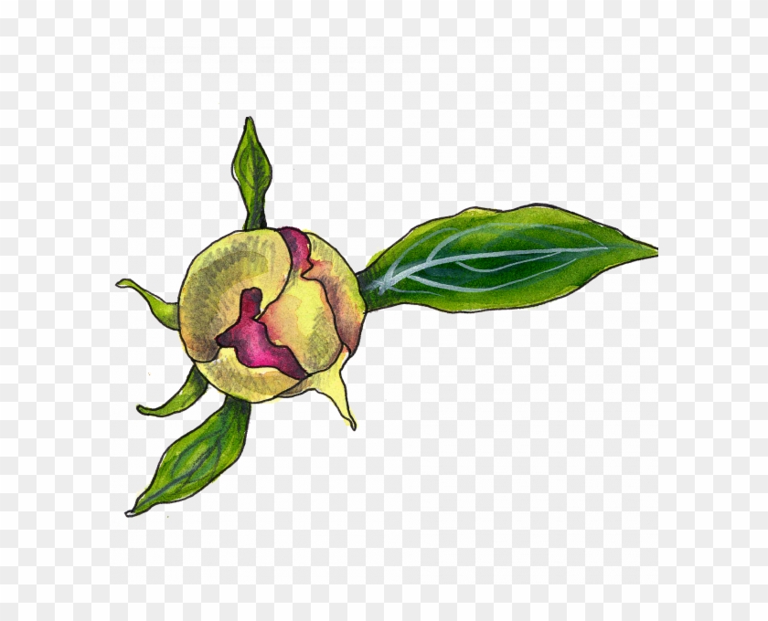 Peony Bud - Illustration #1706683