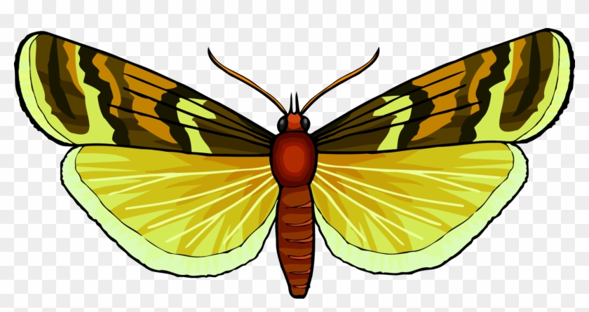 Monarch Butterfly Pieridae Brush-footed Butterflies - Brush-footed Butterfly #1707405