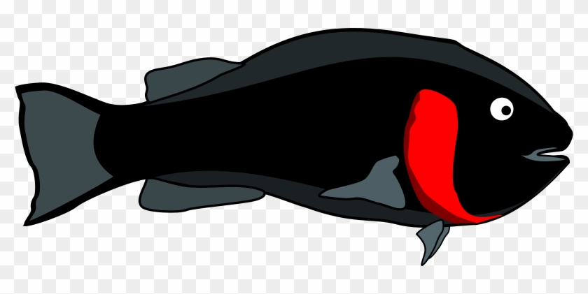 Get Notified Of Exclusive Freebies - Blackfish #260167