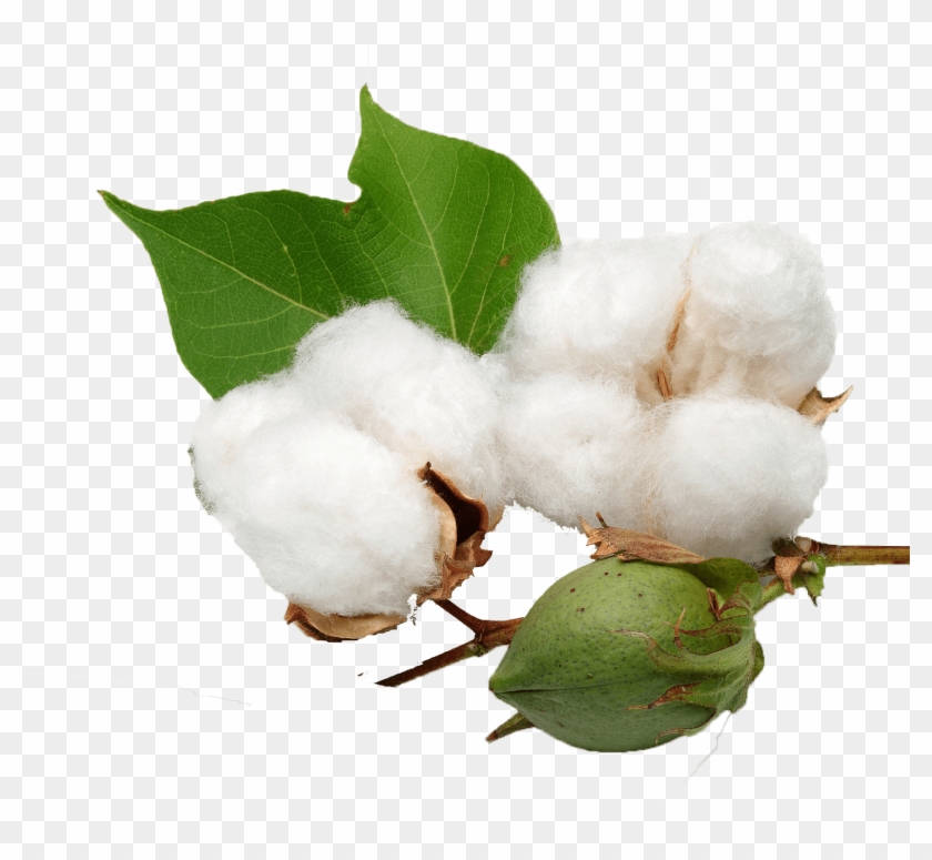 Cotton & Transparent - Cotton Png #1707804