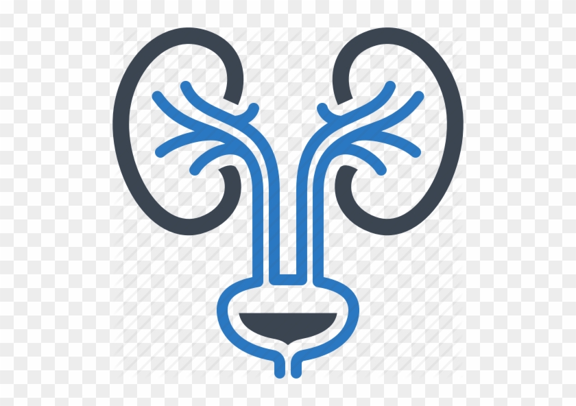 Urology Png Clipart Urology Medicine Surgery - Urology Png #1709191