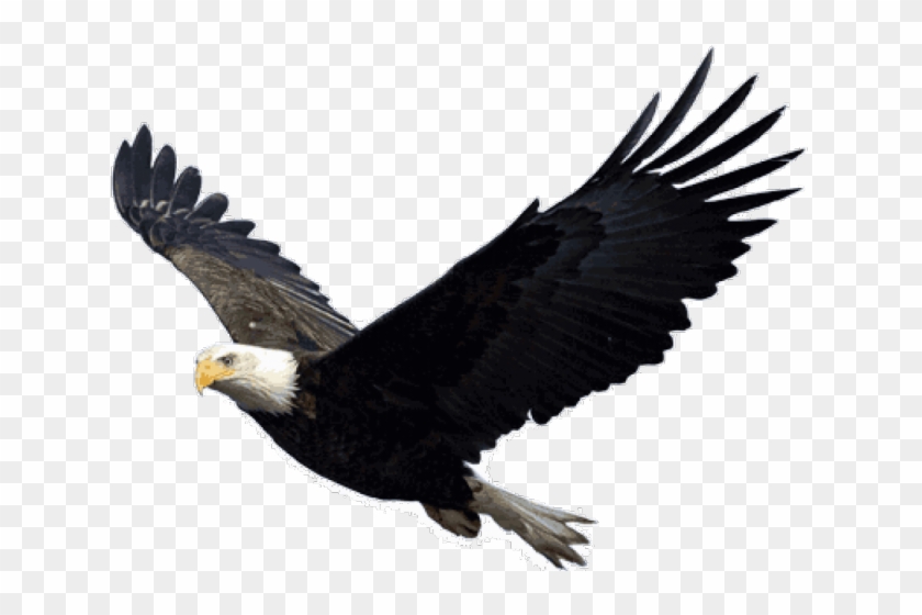 Eagle Clipart Clear Background - Eagle Clipart Clear Background #1709676