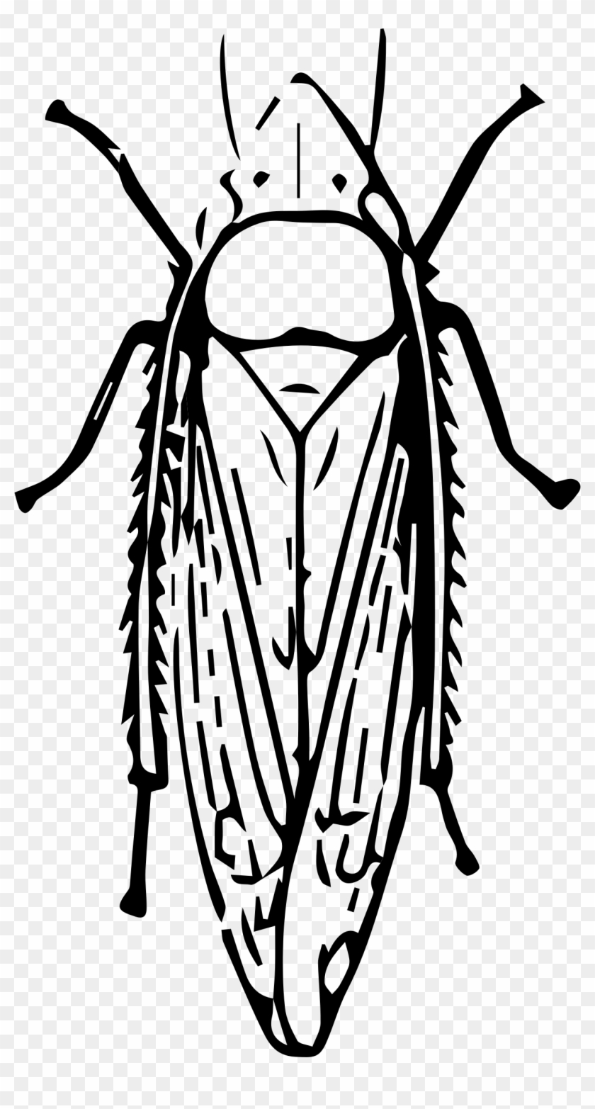Clipart Leafhopper Big Image Png - Leafhopper Black And White #1712329