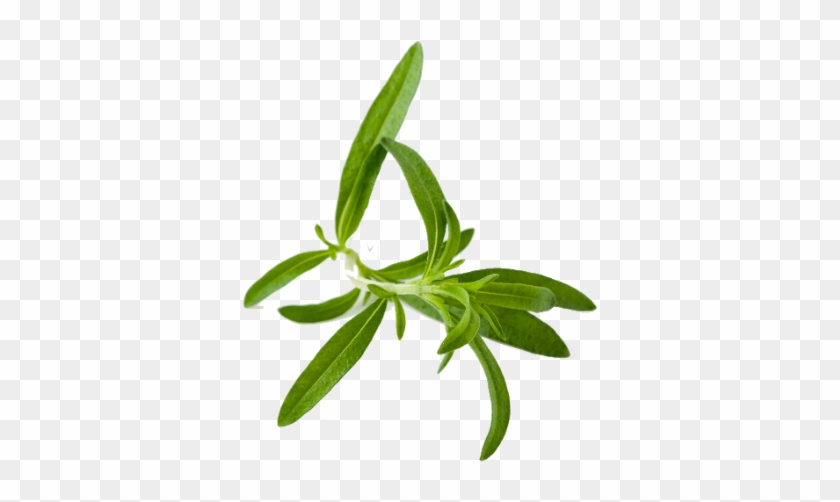 Herb Png #1713402