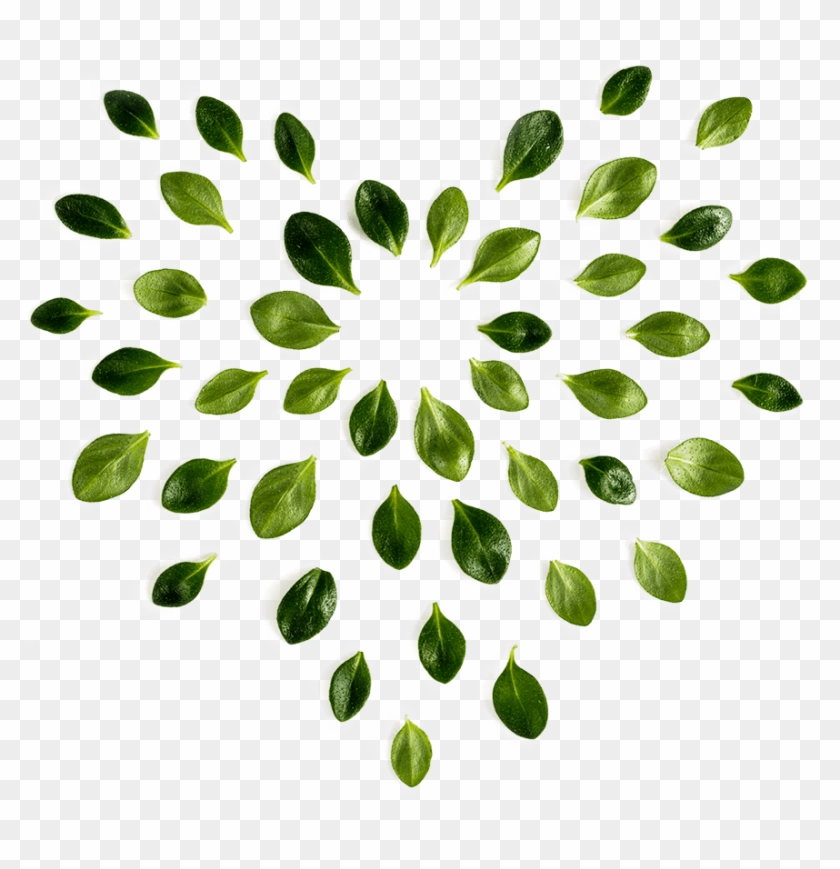 Assistance And Supportive Services To Help Them With - Assistance And Supportive Services To Help Them With #1715599
