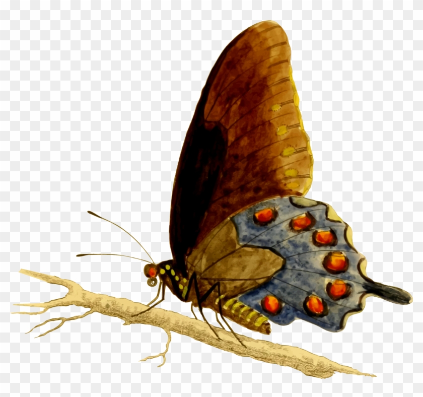 Pipevine Swallowtail Butterfly Vector Clipart Image - Apatura #1717199