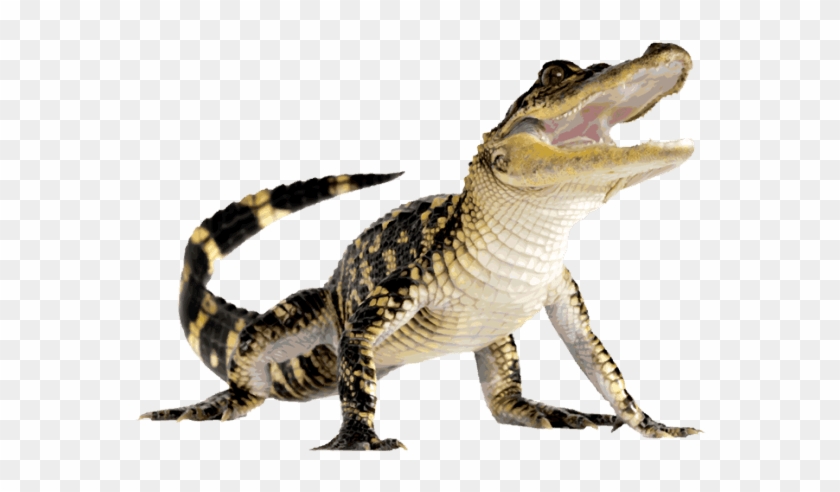 Slide Title - Alligator Png #1717546