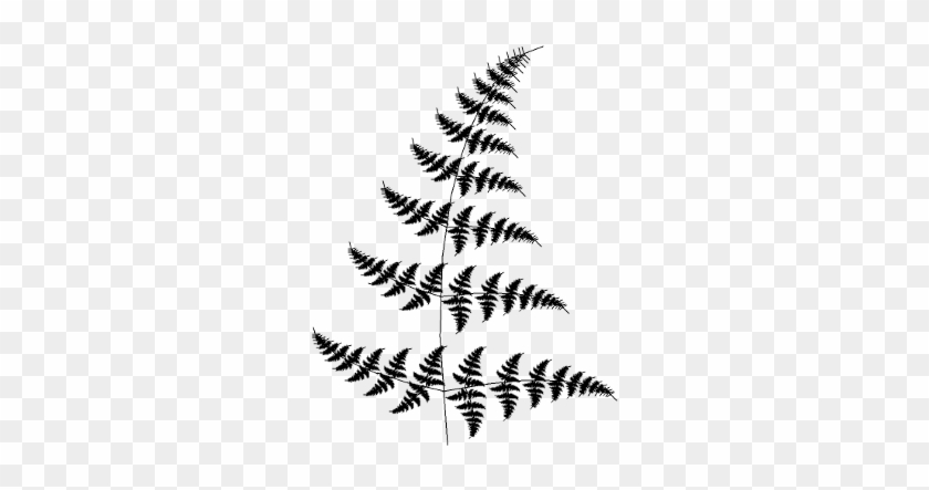 Clipart Freeuse Stock Fractal Maker A Gui For Designing - Ostrich Fern #1719231