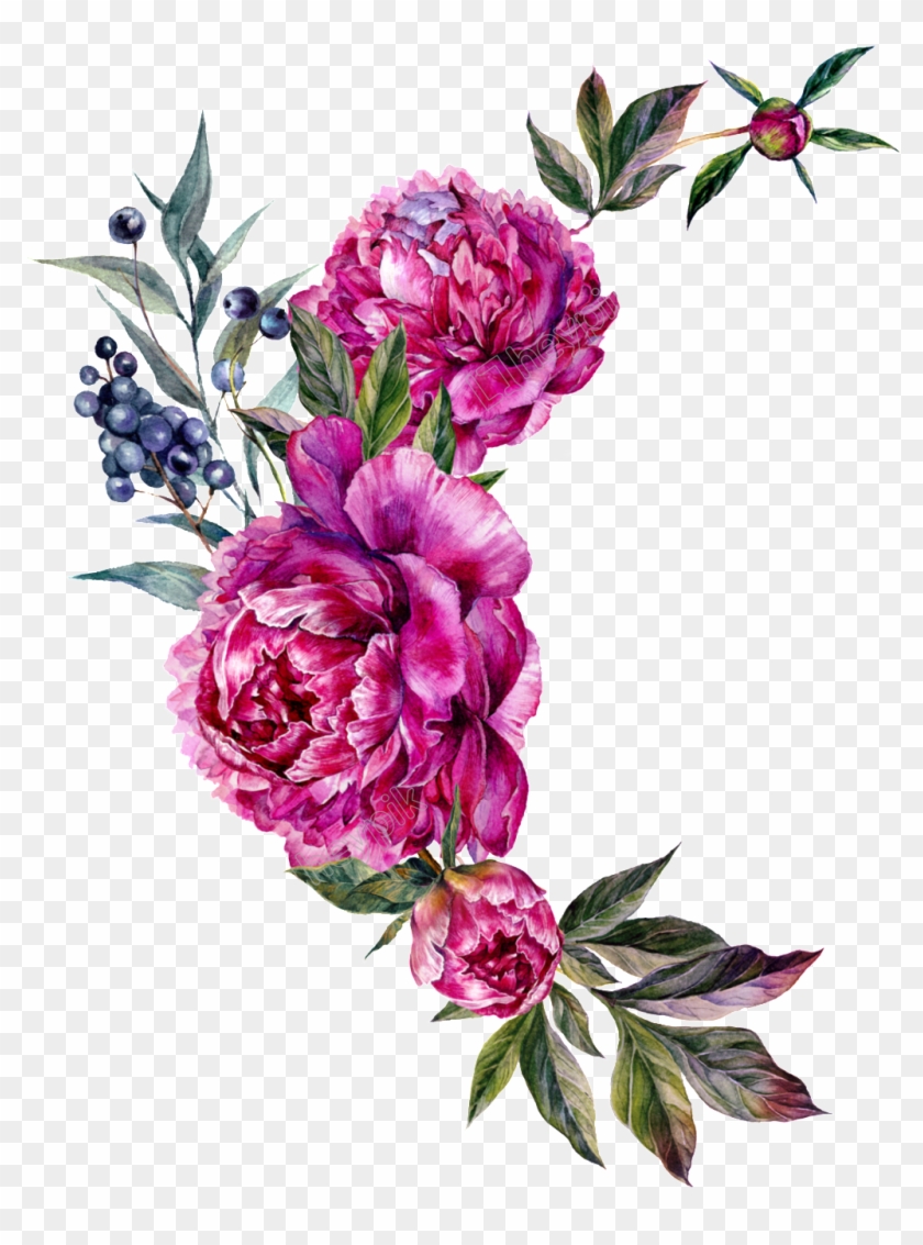 Peony Vector - Bouquet #1719355
