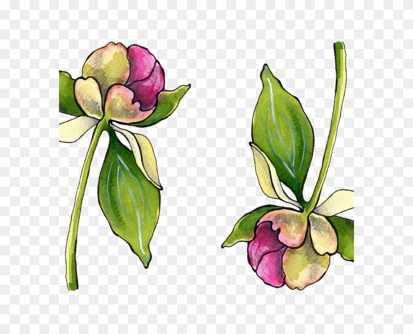 Peony Bud - Magnolia #1719363
