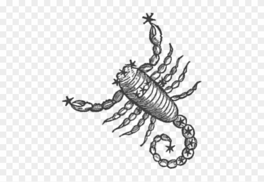 447 X 501 4 - Scorpion Transparent #1723310