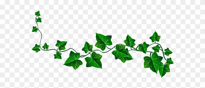 Www - Akaeaf - Org - Transparent Background Ivy Png #1724014