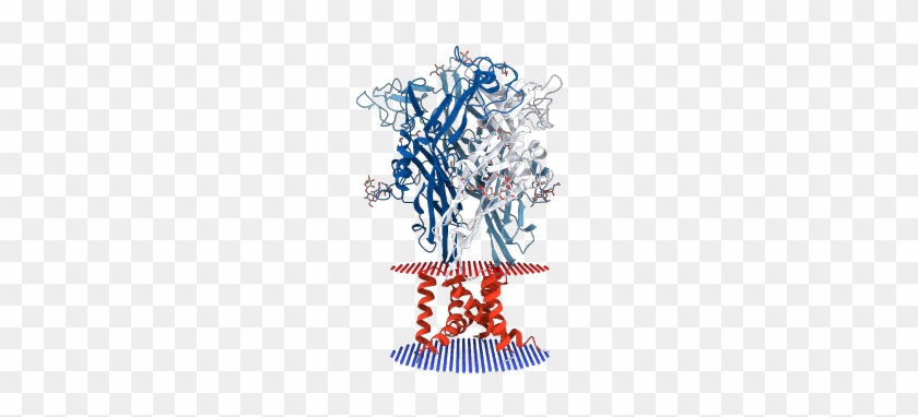Crystal Structure Of The Atp-gated P2x4 Ion Channel - Graphic Design #1724659