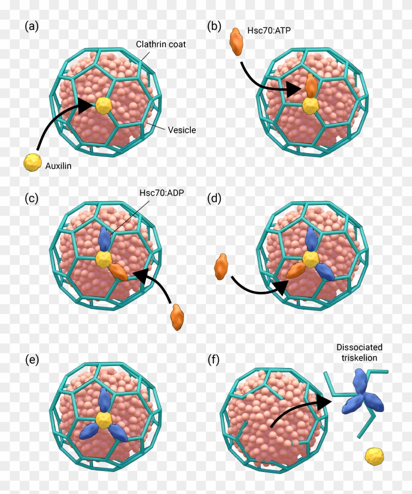 How Are Clathrin Coated Vesicles Uncoated - Coated And Uncoated Vesicles #1724680