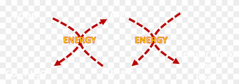 During The First Few Seconds Of High-intensity Exercise, - During The First Few Seconds Of High-intensity Exercise, #1724685