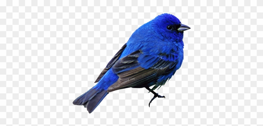 Imágenes Con Fondo Transparente Imágenes De - Aves Con Fondo Transparente #1725608
