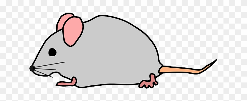 Free Pictures Images Found Cute Mouse Rat - Transparent Mouse Clipart #1725658