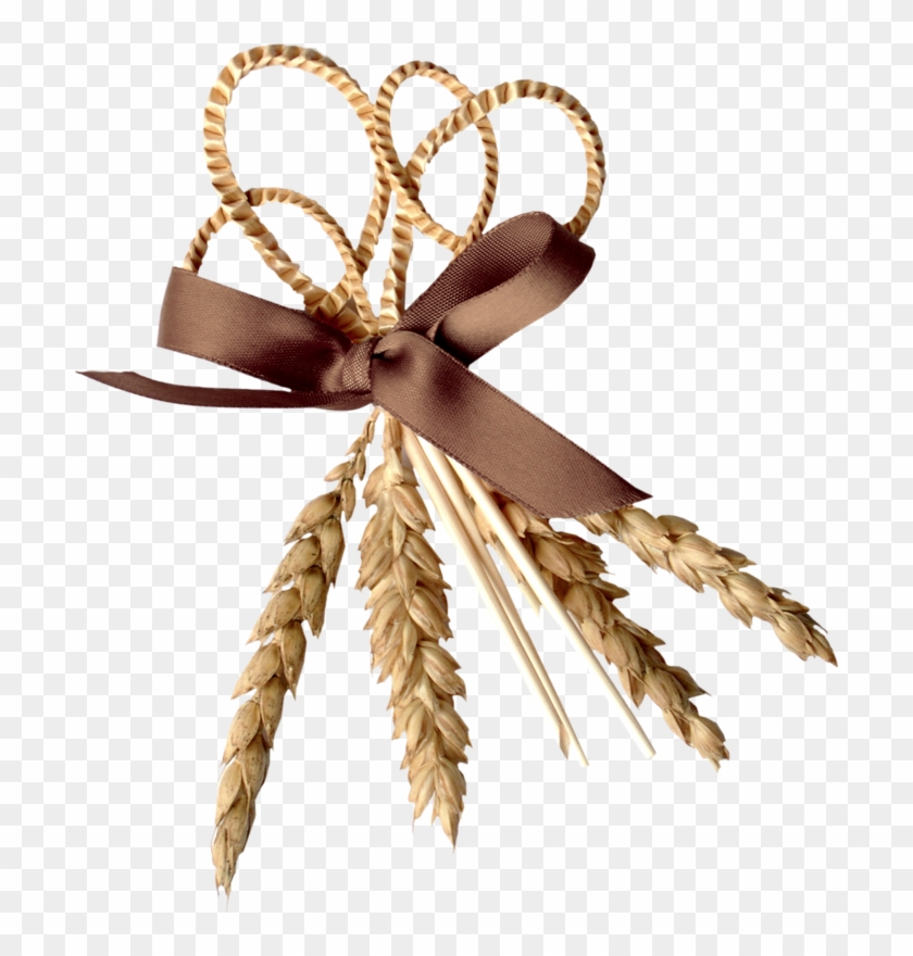 Яндекс - Фотки - Einkorn Wheat #1726891