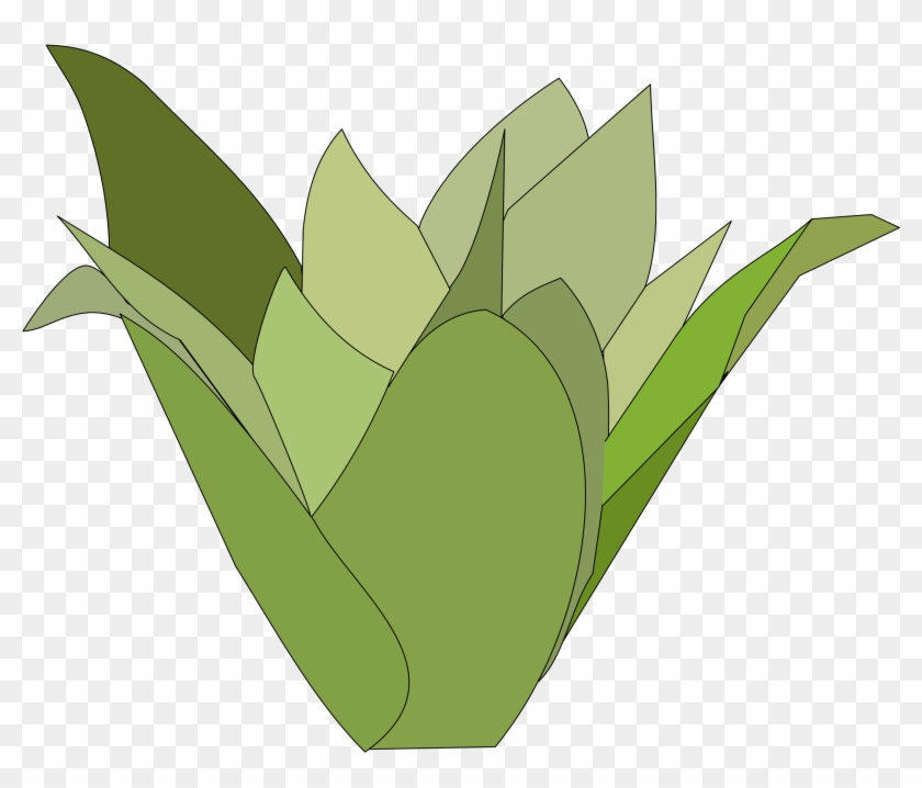 Big Image - Agave #1727850