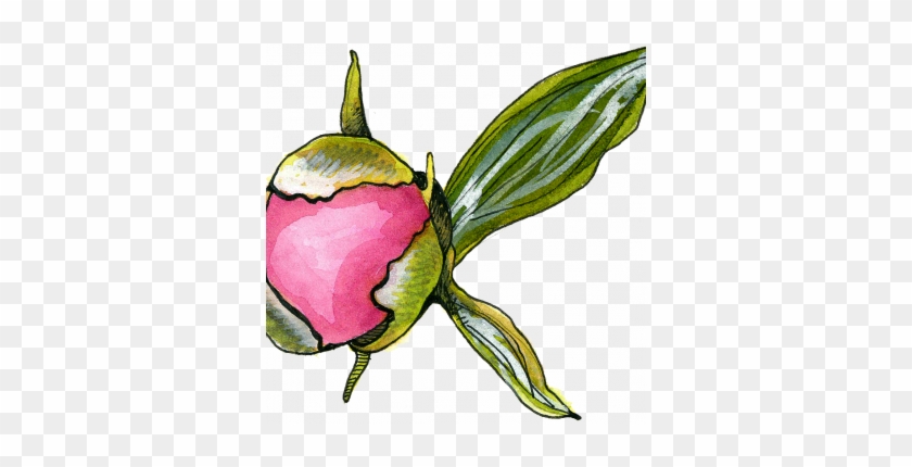 Peony Bud - Rosa Glauca #1727989