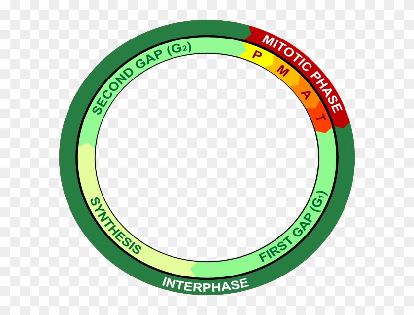 Prophase Of Mitosis #1728426