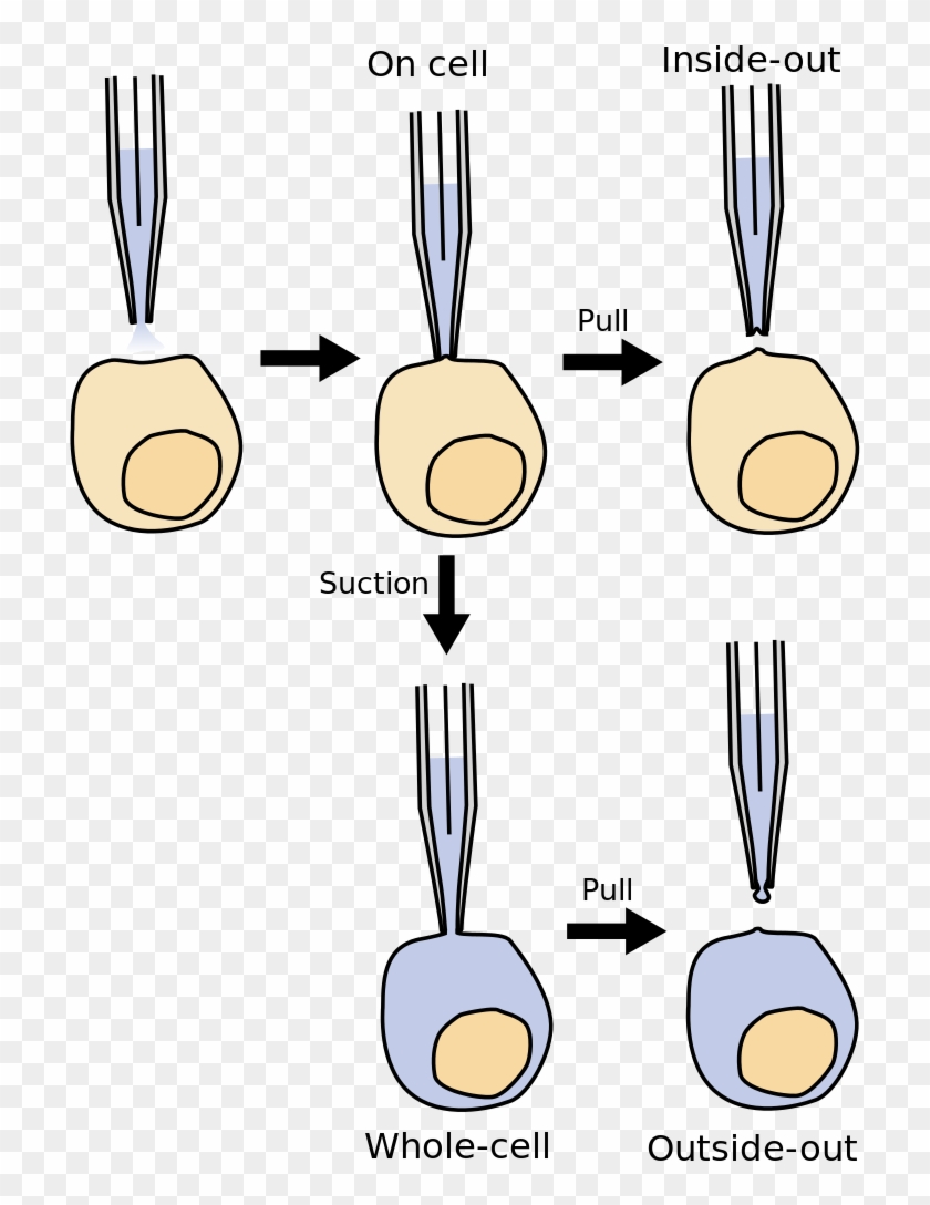 File - Patchmodes - Svg - Patch Clamp Technique Pdf #1728834